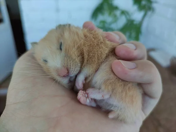 Drăguț Sirian Hamster Dormind Mâna Proprietarului — Fotografie, imagine de stoc