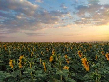 Dönen ayçiçekleri tarlası, günbatımının arka planına ve akşamları bulutlara karşı.