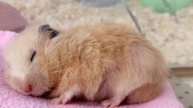 Suriyeli hamster uyur, titrer, uyanır ve tekrar uykuya dalar.
