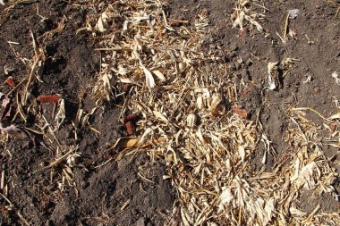 Hasattan sonra kuru mısır kalıntıları.