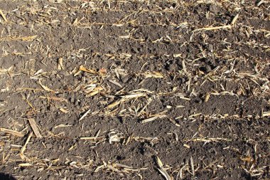 Hasattan sonra kuru mısır kalıntıları.