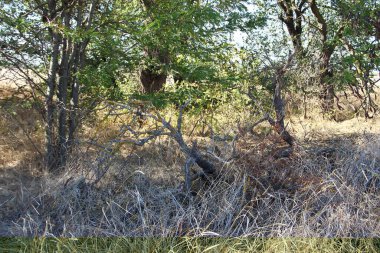 Kuru çimenler ve kurumuş yaşlı ağaç.