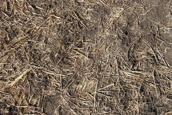 Landbouwgrond Met Stroachtergrondstructuur — Stockfoto