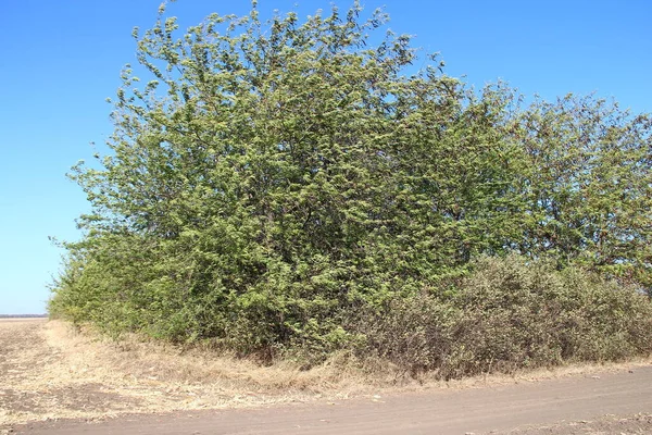 Acaciaboom Harde Wind — Stockfoto
