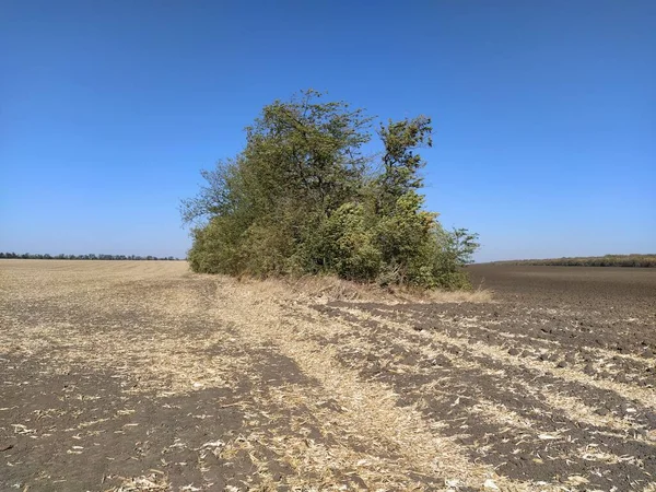 Campo Repleto Restos Del Maíz — Foto de Stock