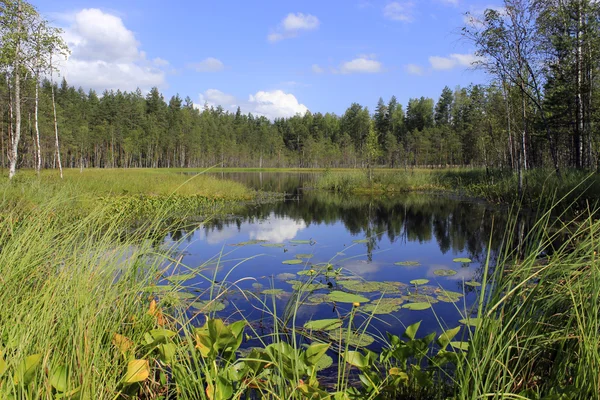 Lago del bosque en el norte de Rusia Imágenes De Stock Sin Royalties Gratis