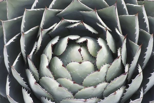 Gros plan de la plante de cactus d'agave — Photo