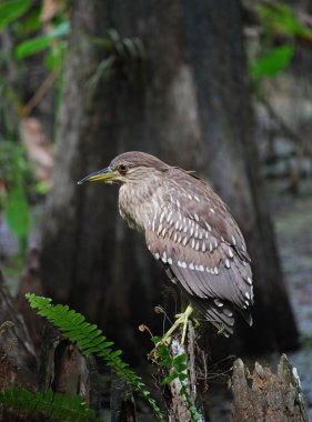 Gece balıkçılı, çocuk siyah tepeli