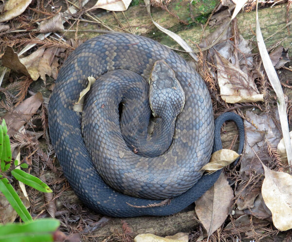 Coiled water moccasin snake