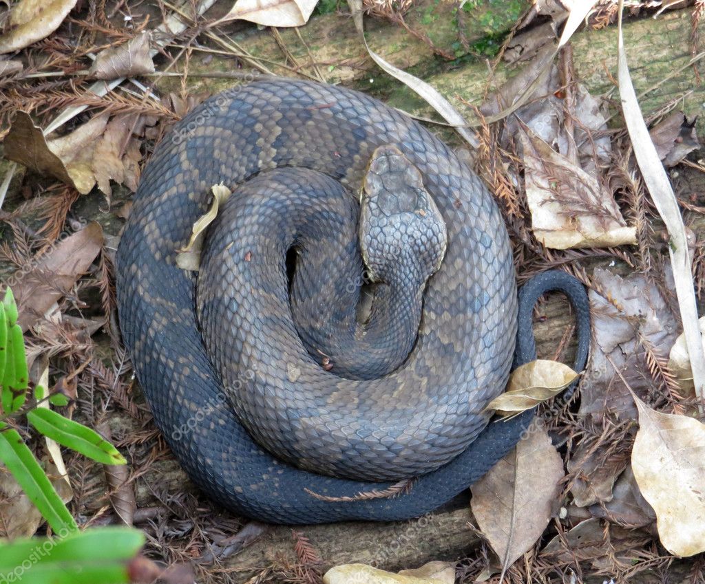 Porno lesbian bdsm butch