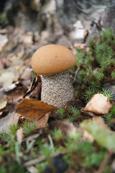 Bolet à capuchon orange — Photo