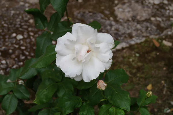 Flor rosa blanca — Foto de Stock