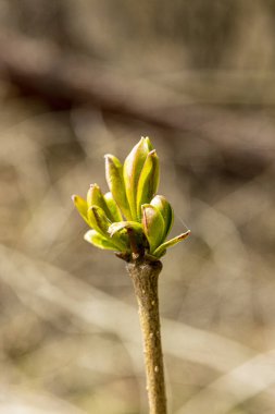Bahar Ormanı 'nın Macro fotoğrafı.