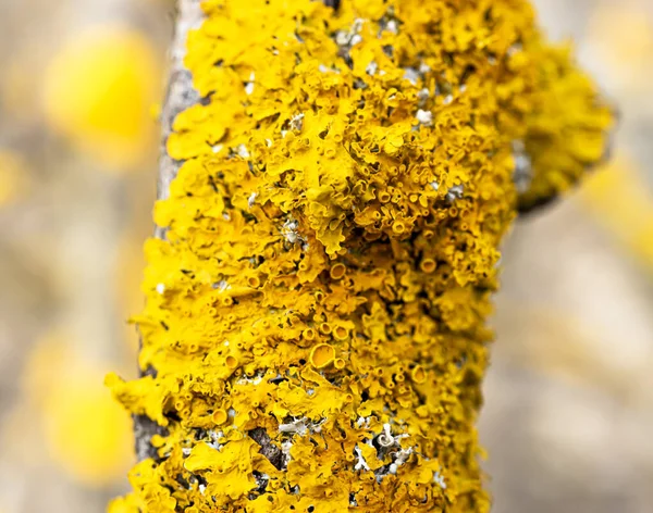春の森のマクロ写真 — ストック写真