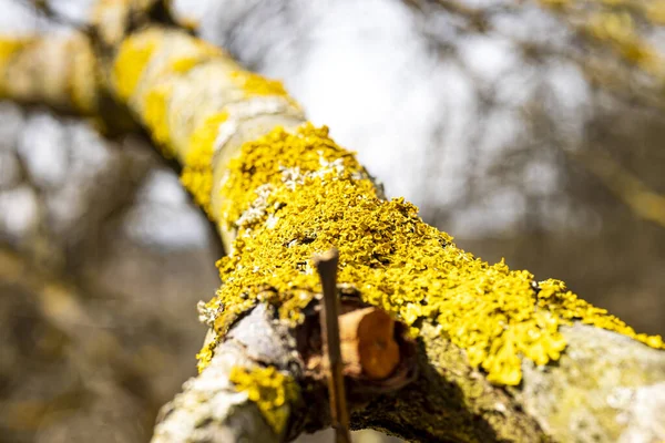 Bahar Ormanı 'nın Macro fotoğrafı.