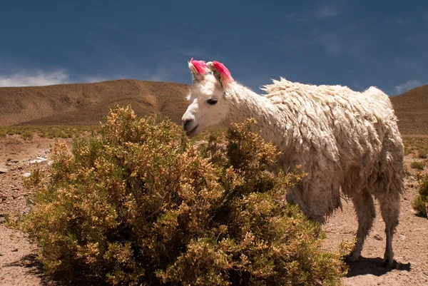 Salar de Uyuni, Lama