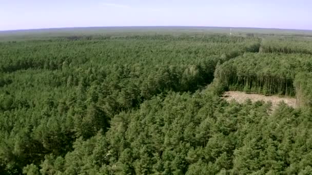 Tilt-down neergeschoten boven een twee rijstrook weg in het midden van het groene bos — Stockvideo