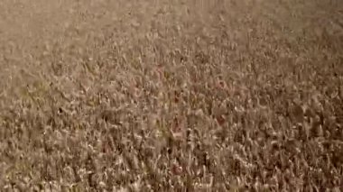 Güneşli bir günde altın buğday tarlalarının üzerinden uçmak