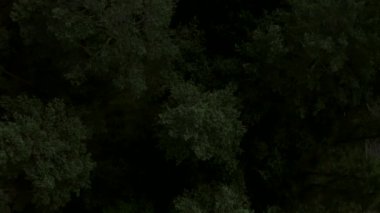 Yeşil Orman 'ın ortasında, iki şeritli bir yolda yavaş uçuş.