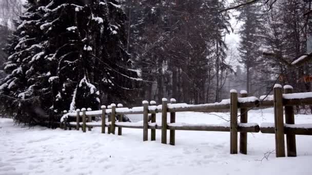 Cerca de madeira bonita na floresta nevada durante a manhã de inverno — Vídeo de Stock