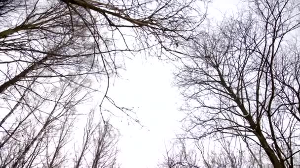 Vista de ángulo bajo giratoria del bosque oscuro nevado en la mañana — Vídeo de stock