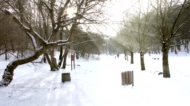 Lindos raios de sol brilhando através de filiais no parque nevado — Vídeo de Stock