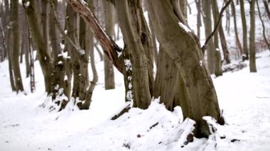 Karlı Ormandaki Güzel Ağaçlar Çizgisi 