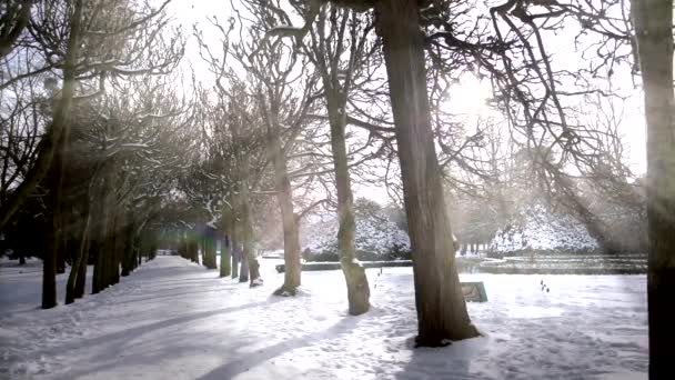 Гарні сонячні промені сяють через гілки на сніжному парку — стокове відео
