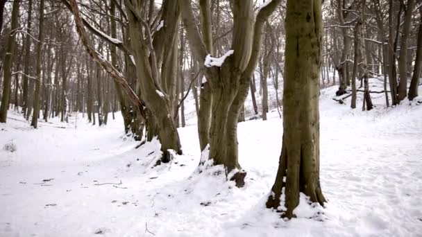 Zicht op Prachtige Bomen Lijn in een Bobbie Bos — Stockvideo
