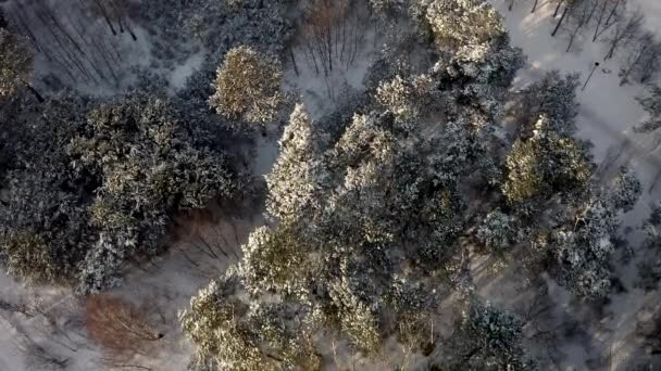 Drone aéreo disparado acima bela floresta nevada ampla — Vídeo de Stock