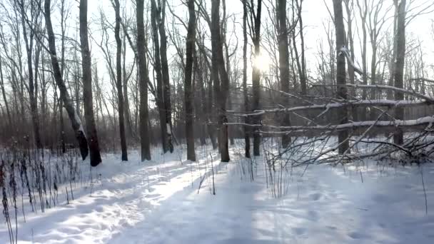 Antenne: Schöner Wald im Winter — Stockvideo