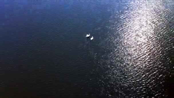 Beautiful Aerial View of Swans on Lake, paralax movement Stock Video
