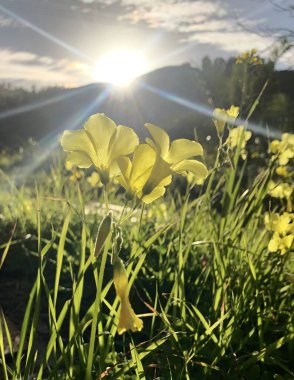 çiçekler, tarla, kır çiçekleri, ilkbahar çiçekleri, sarı çiçekler, tarladaki çiçekler, sarı çiçekler günbatımında sarı çiçekler, akşam sarı çiçekler, İtalya 'da ilkbahar, sarı çiçekler ve güneş