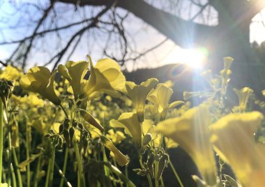 çiçekler, tarla, kır çiçekleri, ilkbahar çiçekleri, sarı çiçekler, tarladaki çiçekler, sarı çiçekler günbatımında sarı çiçekler, akşam sarı çiçekler, İtalya 'da ilkbahar, sarı çiçekler ve güneş