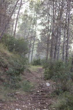 Ormanın içinde taşlar ve çam ağaçları olan bir yol.
