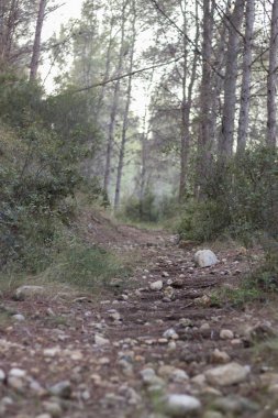 Ormanın içinde taşlar ve çam ağaçları olan bir yol.