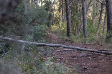 Sonbaharda bir ormanda düşen çam