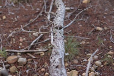 Sonbaharda bir ormanda düşen çam