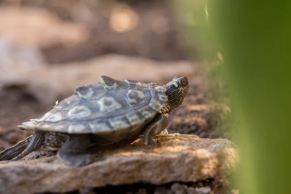 Semi Aquatic Turtle Freedom Middle Nature — Stock Photo, Image