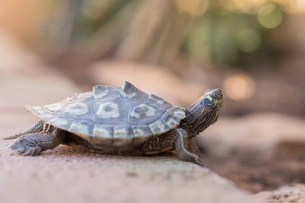 Semi Aquatic Turtle Freedom Middle Nature — Stock Photo, Image