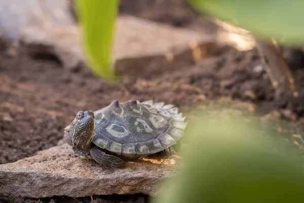 Semi Aquatic Turtle Freedom Middle Nature — Stock Photo, Image