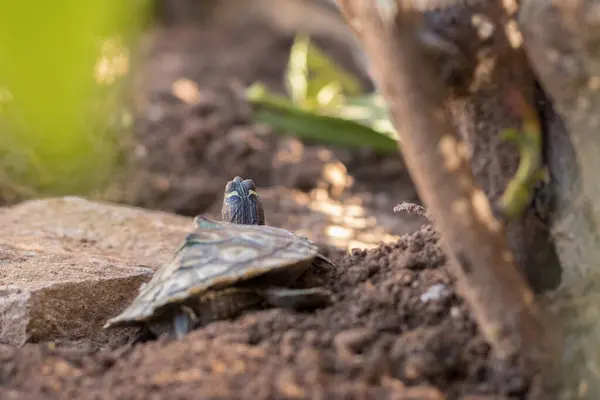 Semi Aquatic Turtle Freedom Middle Nature — Stock Photo, Image