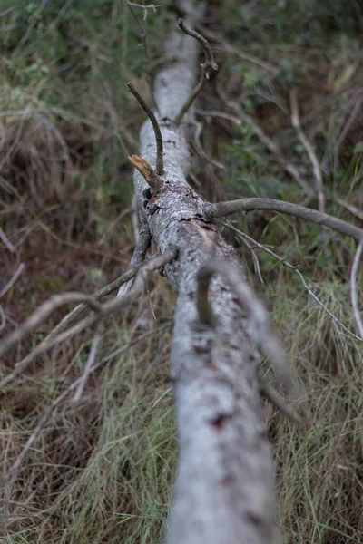 Pinho Caído Uma Floresta Outono — Fotografia de Stock