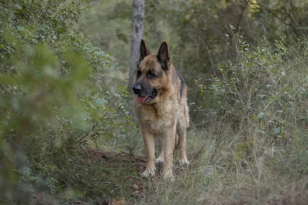 Cão Pastor Alemão Caminhando Uma Floresta Outono — Fotografia de Stock