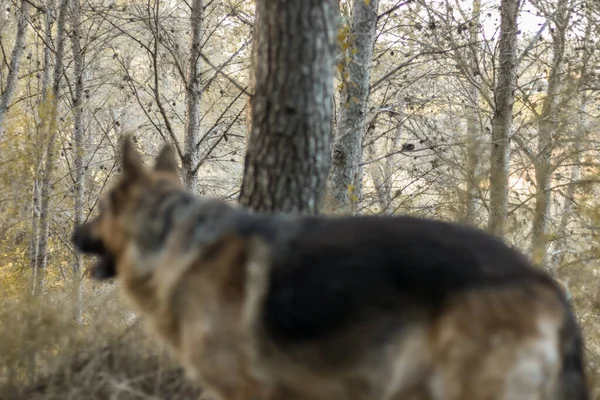 Německý Ovčák Kráčející Lese Podzim — Stock fotografie