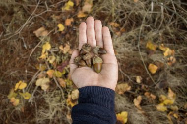 Sonbaharda bir ormanda meşe palamudu topluyorum.
