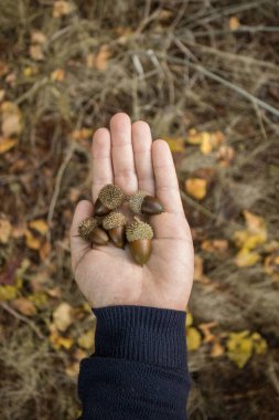 Sonbaharda bir ormanda meşe palamudu topluyorum.