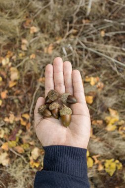 Sonbaharda bir ormanda meşe palamudu topluyorum.