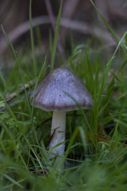 Sonbaharda ormanda çimenli yabani mantarlar