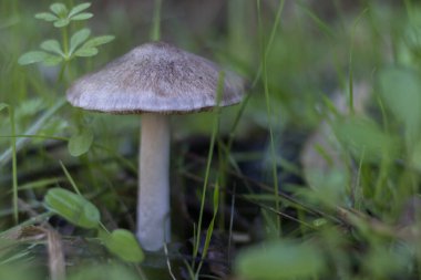 Sonbaharda ormanda çimenli yabani mantarlar